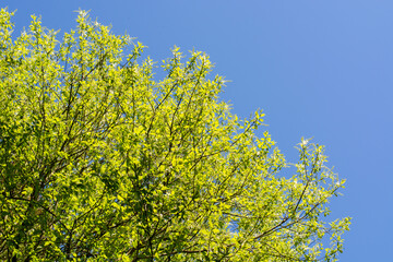 Fototapeta na wymiar Spring trees in the national nature park