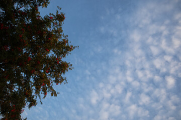 Beautiful red rowan tree berries in branches against the sky. Late summer scenery in Northern Europe.