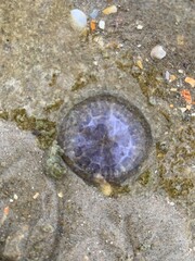 stones in water