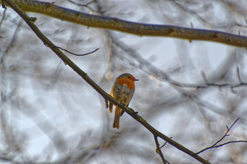 robin on branch