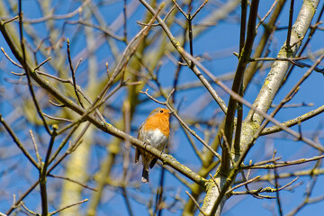 Robin on branch portrait