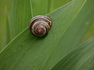 Grove snail or brown-lipped snail (Cepaea nemoralis) - close up of snail on green leaf, Gdansk, Poland