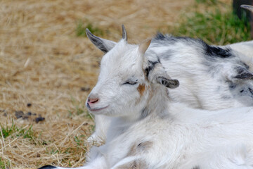 Obraz premium Baby goat 
