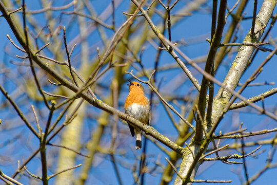 Robin singing on a branch