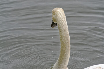 Swan with water droplets 