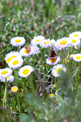 Meadow flowers in Big Sur, California