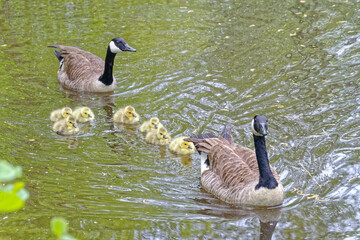Canada Geese and Goslings close up