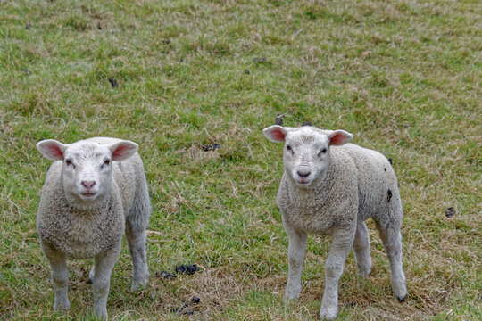 Young Lambs