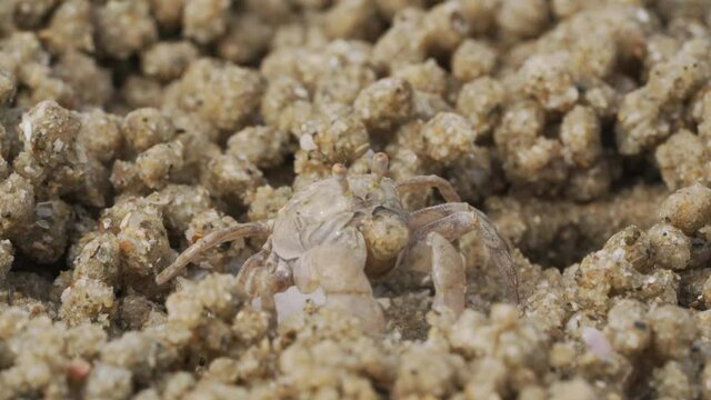 Close up of soldier crab makes balls of sand while eating. Soldier crab or Mictyris is small crabs eat humus and small animals found at the beach as food.