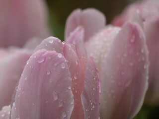 Close up of pink tulip petals with raindrops