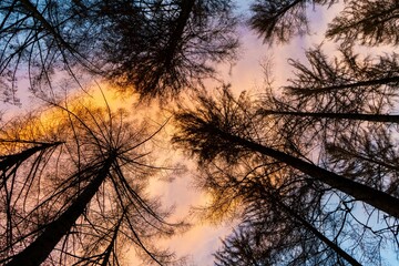 Farbenfroher Zimmer mit Baumkronen, von unten nach oben fotografiert 