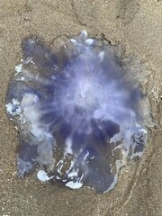 jellyfish on the beach