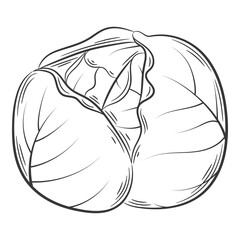 Cabbage head. A vegetable in a linear style, drawn by hand. Food ingredient, design element.Lineart. Black and white vector illustration. Isolated on a white background