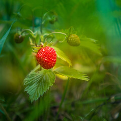 A beautiful summertime scenery with local vegetation. Rural scenery of Northern Europe.