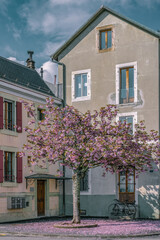 arbre magnifique aux fleurs roses, pétales roses qui jonchent le sol