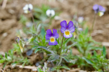 Beautiful white-purple flowers - viola tricolour - violaceae