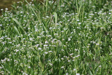 white flowers