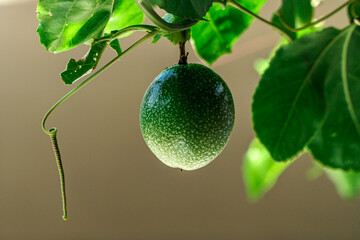 Green passion fruit, Lilikoi hanging on tree with green leaves, Passiflora edulis forma flavicarpa