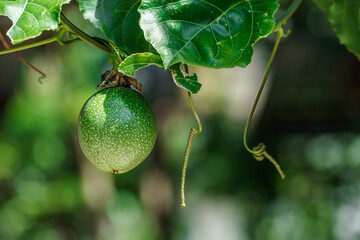 Green passion fruit, Lilikoi hanging on tree with green leaves, Passiflora edulis forma flavicarpa