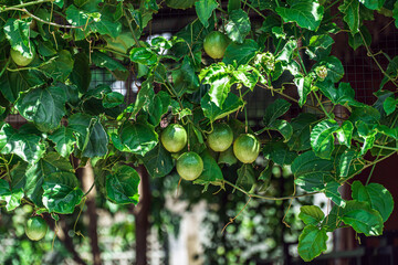 Green passion fruit, Lilikoi hanging on tree with green leaves, Passiflora edulis forma flavicarpa