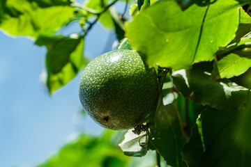 Green passion fruit, Lilikoi hanging on tree with green leaves, Passiflora edulis forma flavicarpa