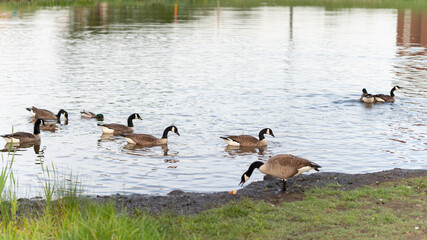 Canadian geese at city man-made pond