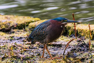 Naklejka premium heron on the beach