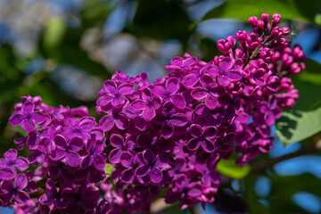 syringa purple flowers close up photo