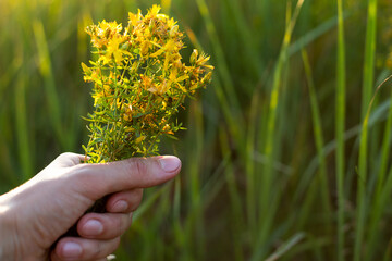 Bouquet of St. John's wort in your hand on a background of grass in a sunbeam. Medicinal herbs, tea collection, alternative medicine. Summer time, countryside, ecology, harmony with nature. Copy space