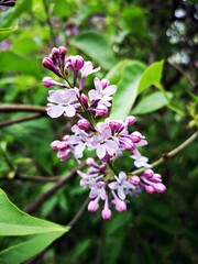 Blooming pink lilac  - Syringa vulgaris  - pink lilac or common lilac  - closeup photo