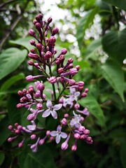 Blooming pink lilac  - Syringa vulgaris  - pink lilac or common lilac  - closeup photo