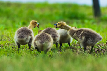 country goose and ducklings