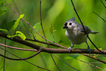 sparrow on a branch