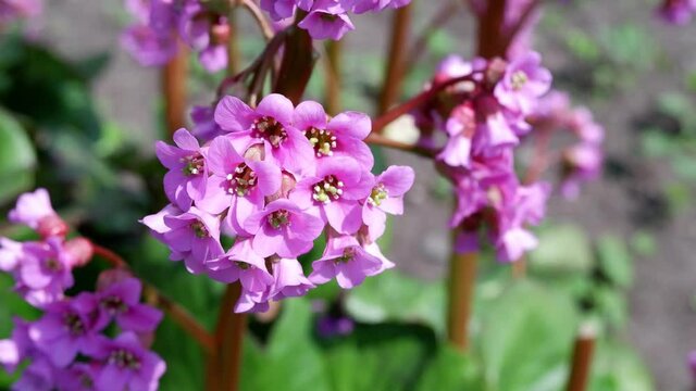 The pink flower develops in the wind.
Flower Name: Candelabrum Primula