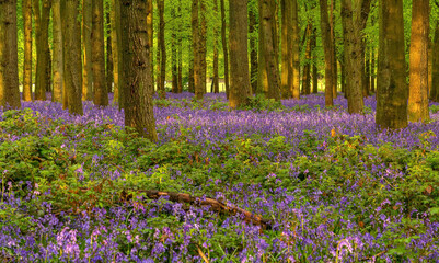 British forest full of Bluebells (Hyacinthoides) flowers