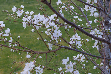 Flowering trees