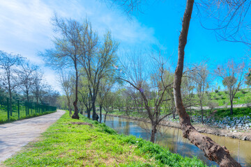 river and trees