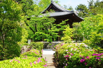 Azalea garden at Zojoji Temple in Japan - 日本 東京 増上寺 ツツジの庭