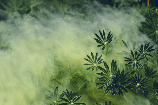Green background with green lefs of lupin flowers in the mist and moody effect 