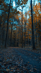 Obraz premium forest