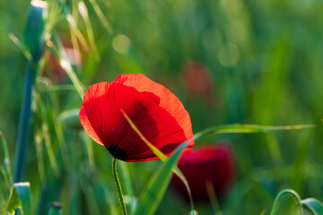 Obraz premium Poppy field at sunset. Poppy close-up