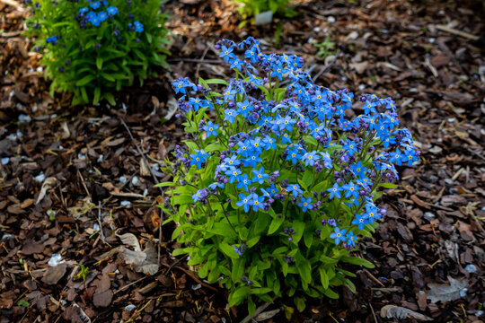 Forget-me-nots Growing In A Shady Spot In The Park. Picture Taken In Natural Daylight, Shaded Area