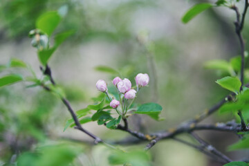 Blooming apple tree. Pink flowers of an apple tree.
