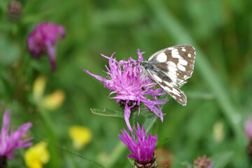 Schachbrettfalter