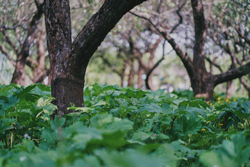 Obraz premium The twisting trunks of apple trees.