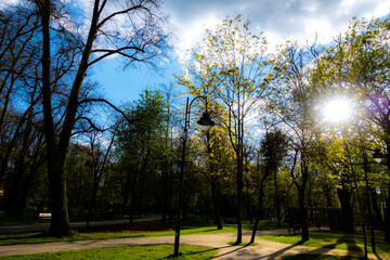 Rays of the sun shining through the treetops in the city park. The photo was taken in natural daylight.