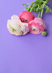 Beautiful bouquet of pink ranunculus flowers on a lilac background. Flowers buttercup. Copy space for text