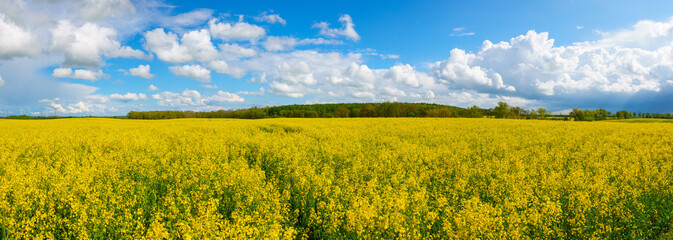 a panoramic shot of a yellow rape field in may and the sky is blue