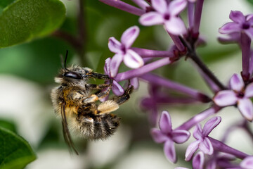 Nahaufnahme einer Honigbiene beim Sammeln von Blütenstaub