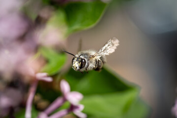 Nahaufnahme einer Biene mitten im Flug